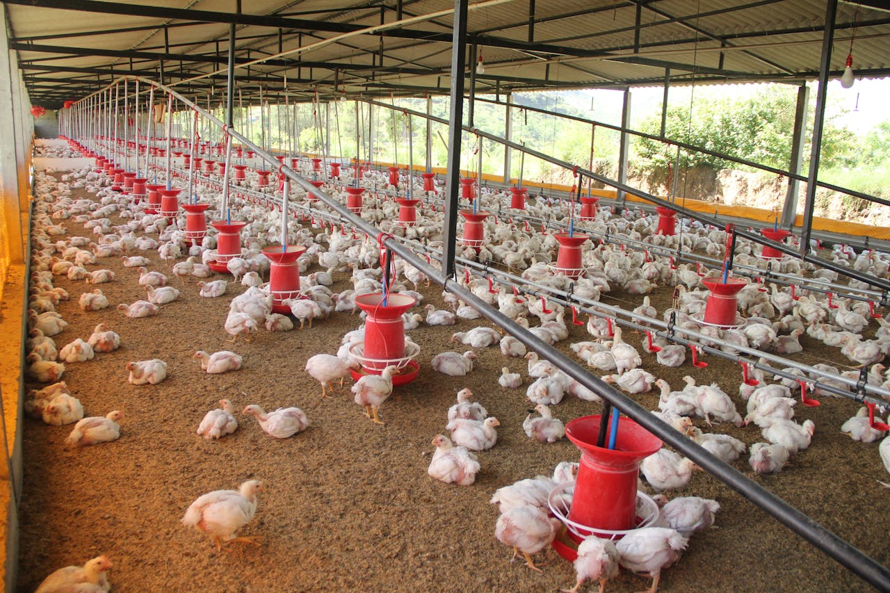Wide-angle view of a large chicken coop filled with white chickens and feeding stations.