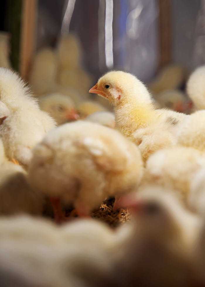 Adorable baby chicks huddled together in a farm coop.