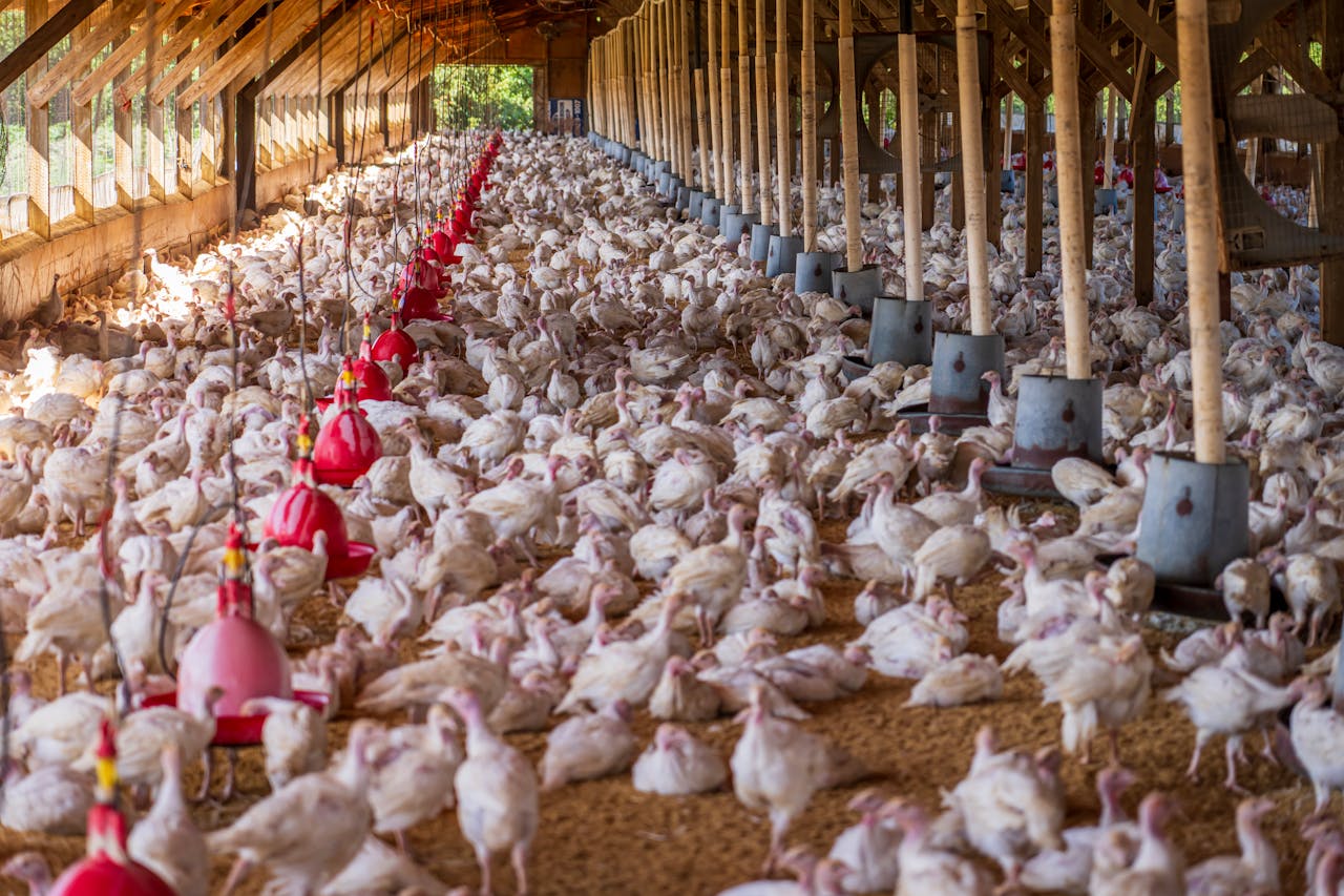 Spacious indoor poultry farm housing numerous white turkeys under natural light.